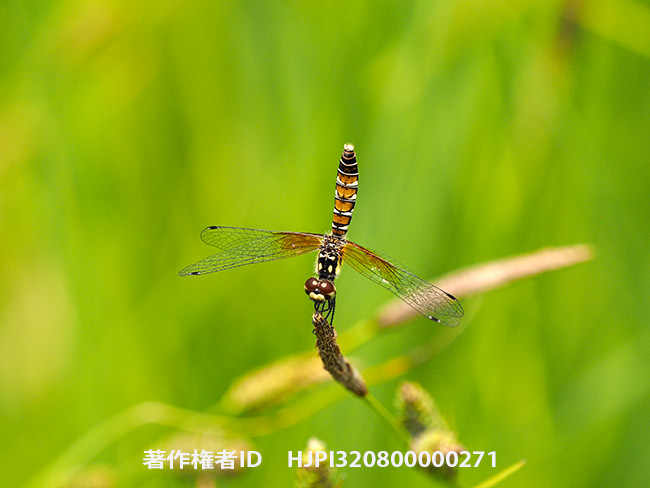 ハッチョウトンボメスの倒立　Nannophya pygmaea 