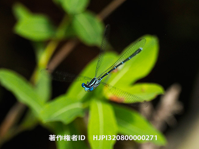アマゴイルリトンボの飛翔 Platycnemis echigoana