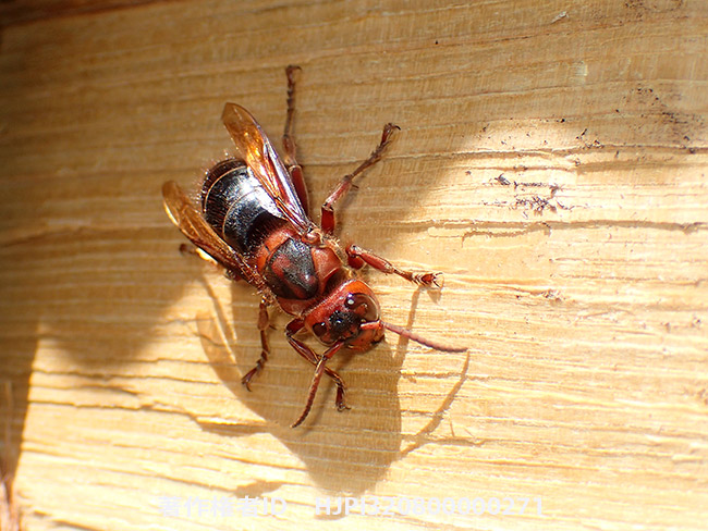 チャイロスズメバチの女王　Vespa dybowskii