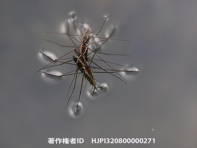 アメンボ　Aquarius paludum