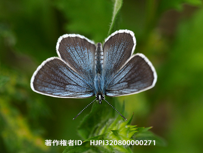アサマシジミ Lycaeides subsolana