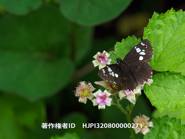 ダイミョウセセリ　Daimio tethys