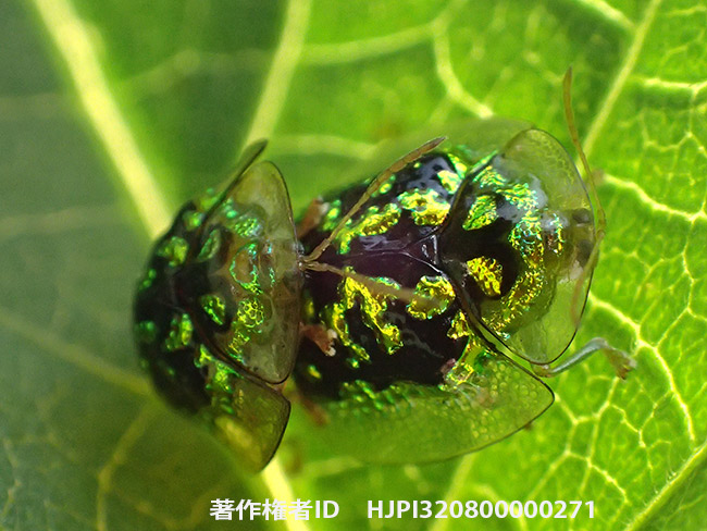 カメノコハムシの仲間　Cassida circumdata