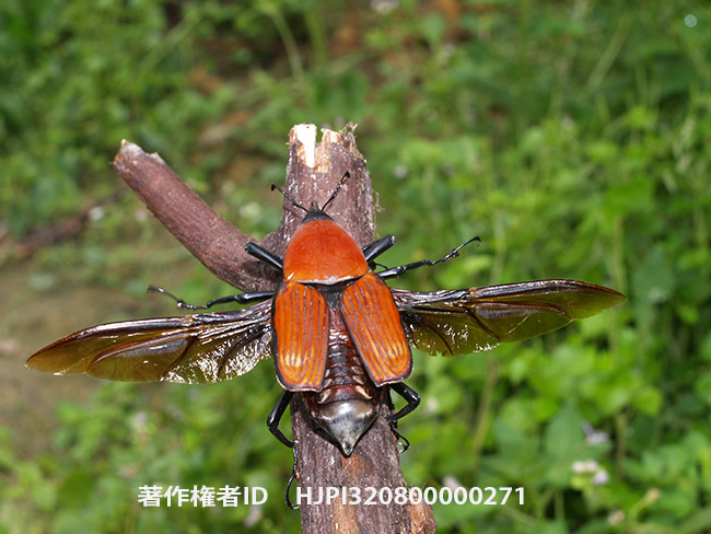 タイショウオオオサゾウムシ　Macrochirus praetor