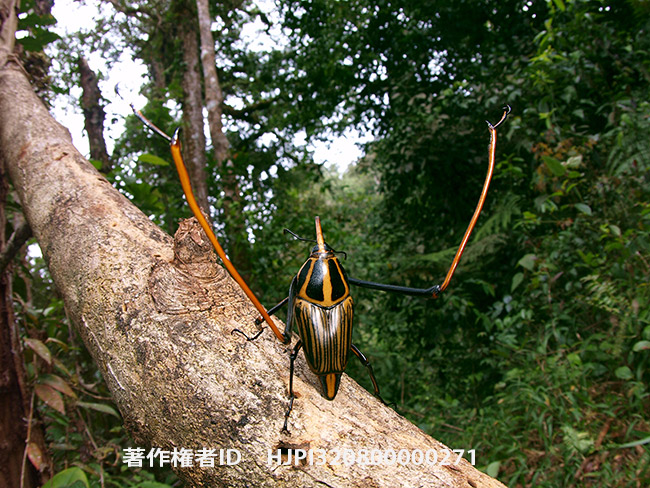 アシナガオサゾウムシ　Mahakamia kampmeinerti