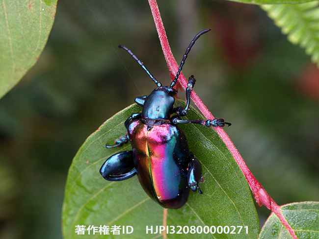 モモブトオオルリハムシ　Sagra buqueti