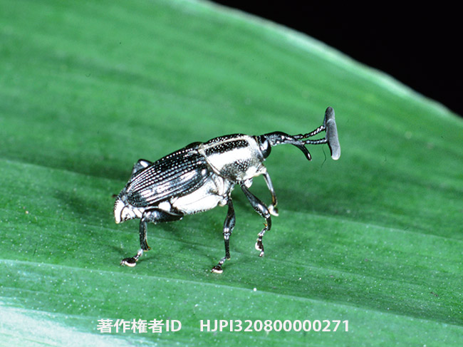 ハンマーオサゾウムシ　Cercidocerus sp.