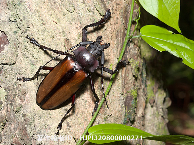 ボニーノコギリカミキリ　Rhaphipodus bonni 