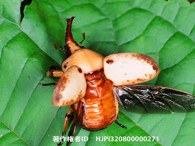 マレーヘラヅノコガネ　Ceroplophana modiglianii