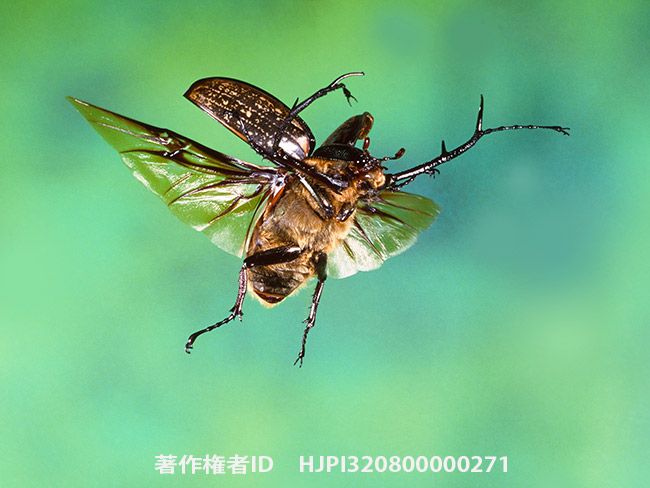 マレーテナガコガネ　Cheirotonus peracanus