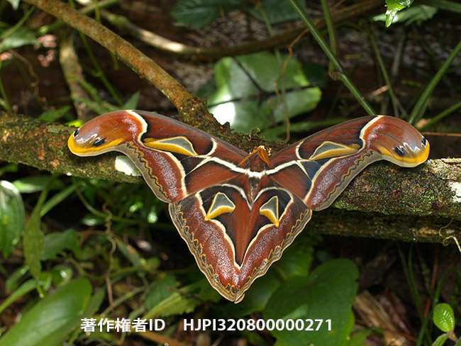 エドワードサン　Archaeoattacus edwardsii