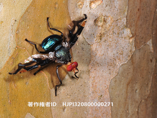 美しいハエの仲間　Loxonevra perilampoides