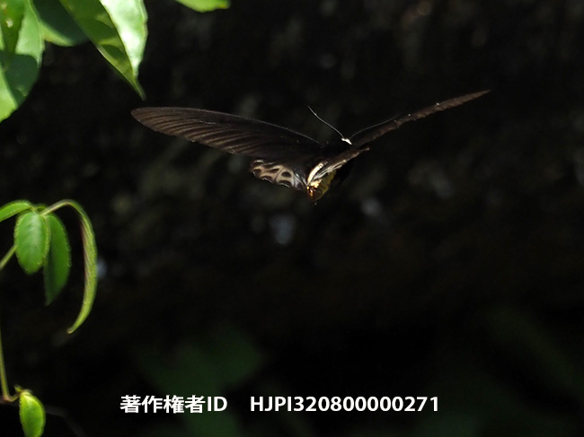 マレーシアから戻った Atrophaneura sycorax