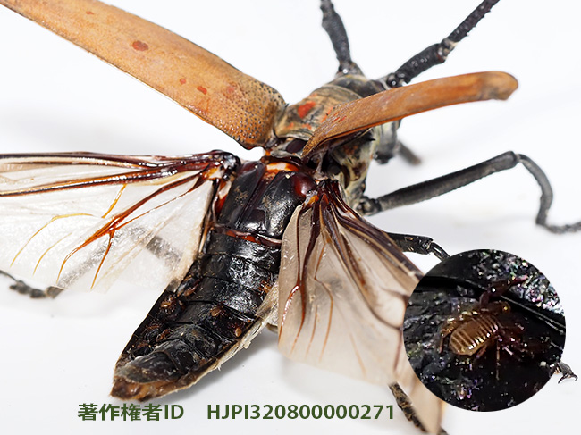 シロスジカミキリの仲間の背中にカニムシが　Pseudoscorpion on Batocera