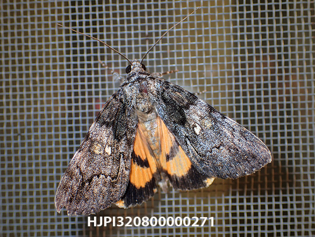 フシキキシタバ Catocala separans