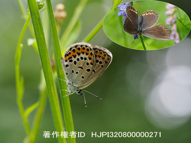 アサマシジミのメス　Lycaeides subsolana