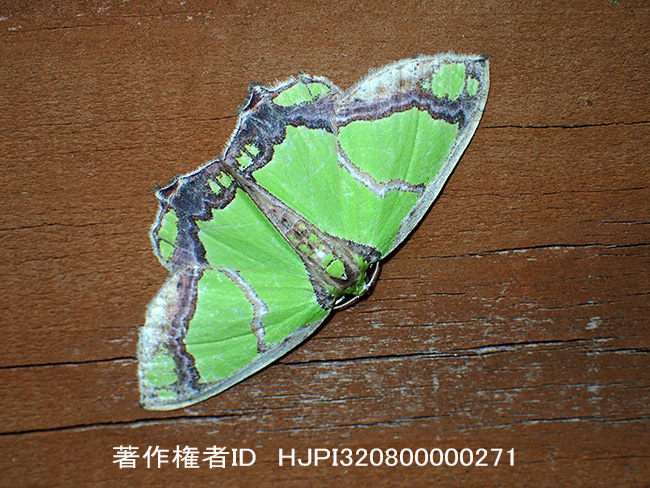 チズモンアオシャク Agathia carissima