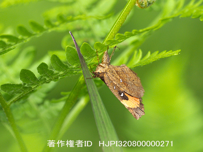 イカリモンガの産卵 Pterodecta felderi