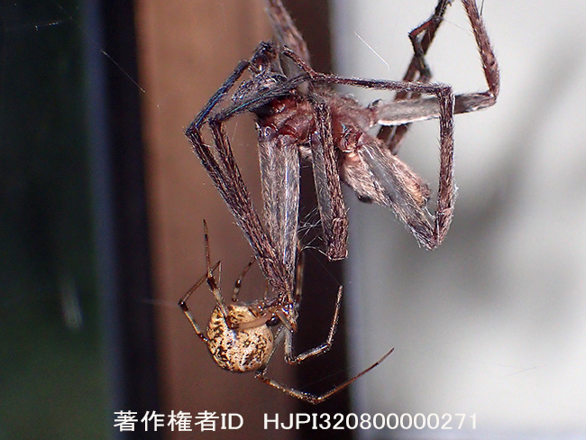 アシダカグモを捕らえたオオヒメグモ　Parasteatoda tepidariorum