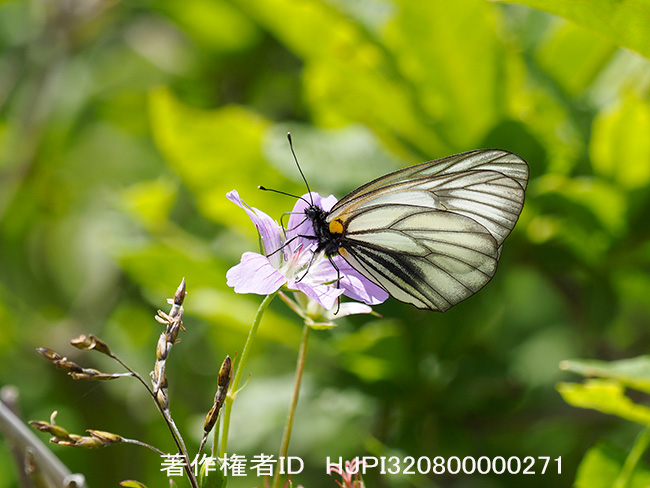 ミヤマシロチョウ　Aporia hippia