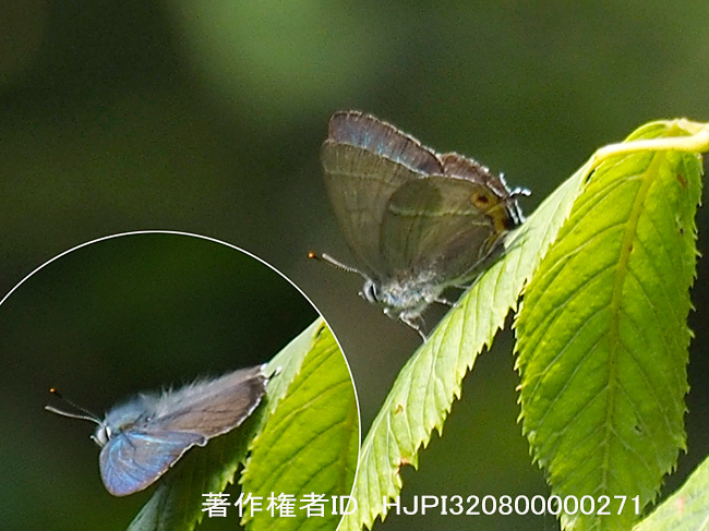 エゾミドリシジミを300mm＋MC-14で　Favonius jezoensis