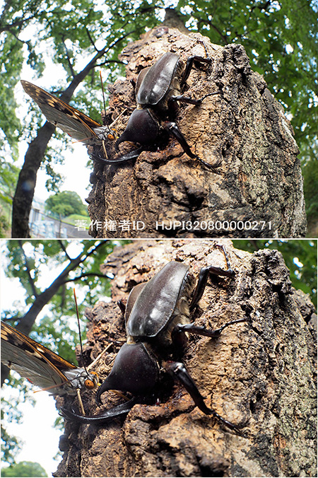 カブトムシを魚眼で Allomyrina dichotoma