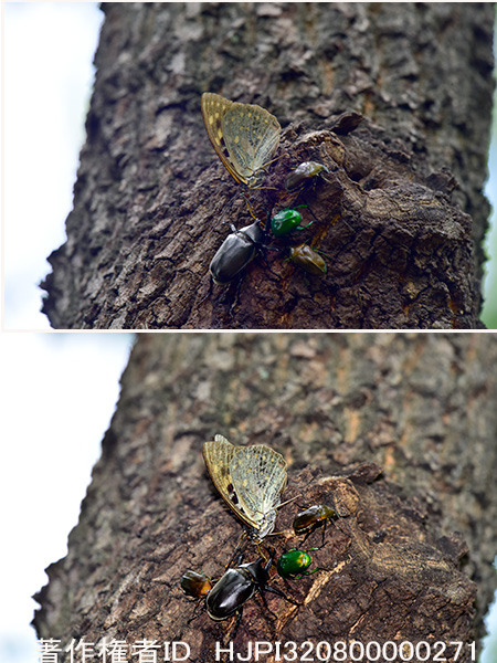 樹液に来たカブトムシをストロボで Allomyrina dichotoma
