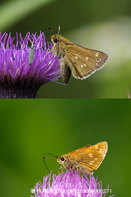アカセセリのメスとコキマダラセセリ
