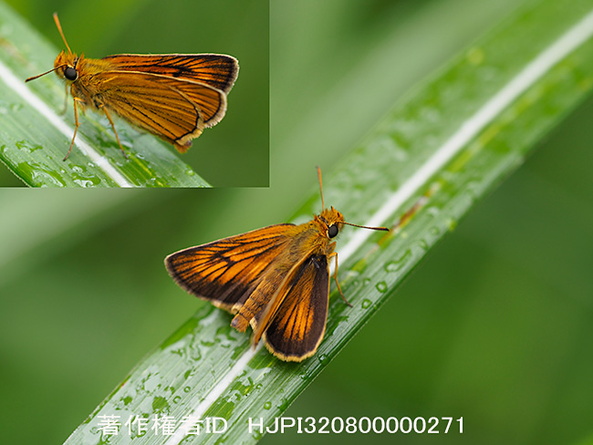 ヘリグロチャバネセセリのオス　Thymelicus sylvaticus　