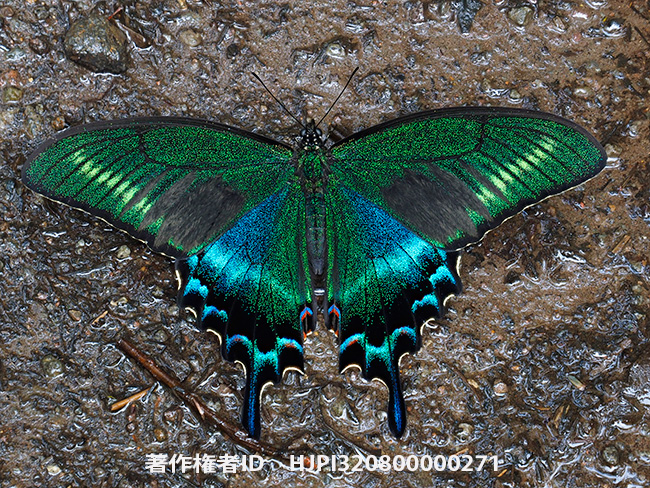 ミヤマカラスアゲハをカメラ内深度合成で