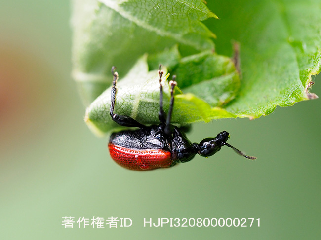 ヤマハンノキの葉を巻くナミオトシブミ　Apoderus jekelii