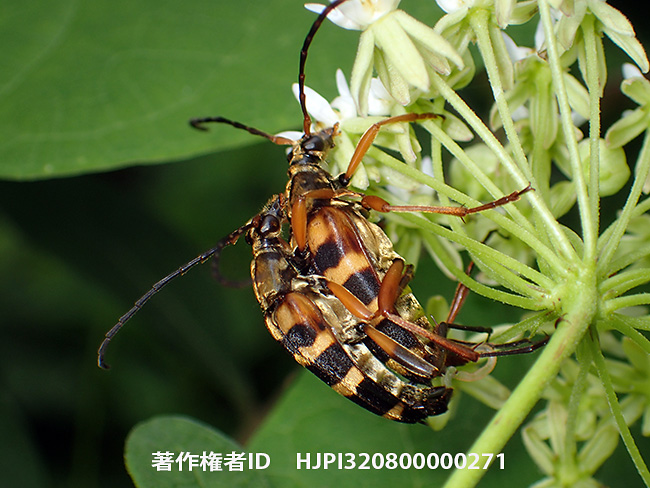 イケマの花にヨツスジハナカミキリ　Leptura ochraceofasciata
