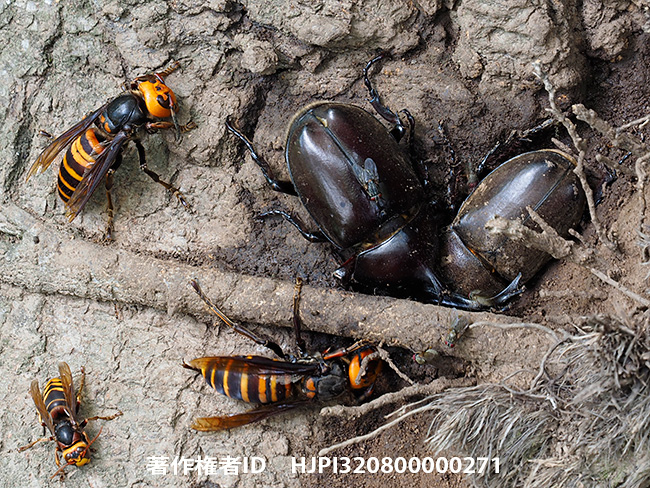 樹液のカブトとスズメバチをフラッシュを使って深度合成　Allomyrina dichotoma