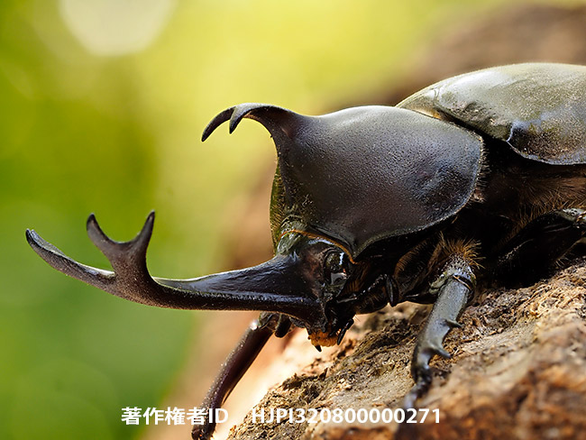 カブトムシを深度合成で Allomyrina dichotoma