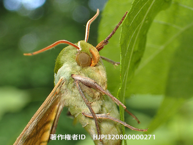 ウンモンスズメ　Callambulyx tatarinovii