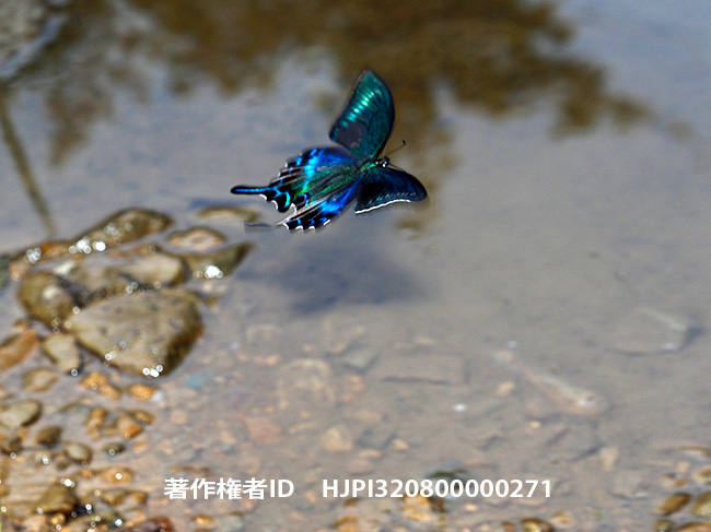 時がたつのは速い　小諸に来て27年　ミヤマカラスアゲハ　Papilio maackii