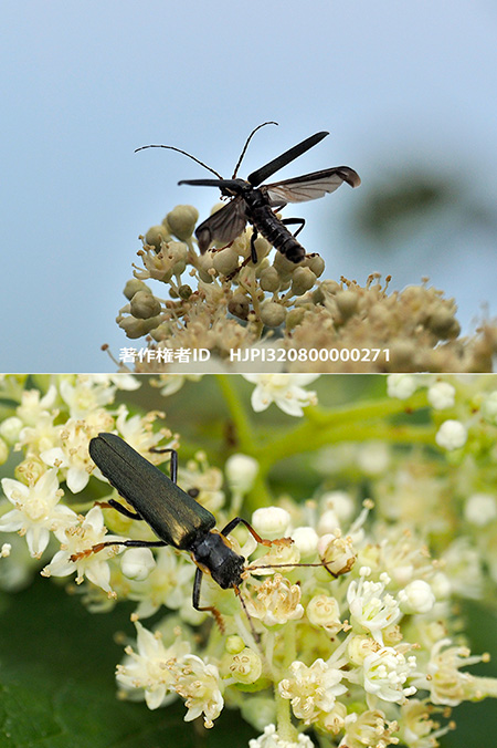 アオジョウカイ　Themus cyanipennis