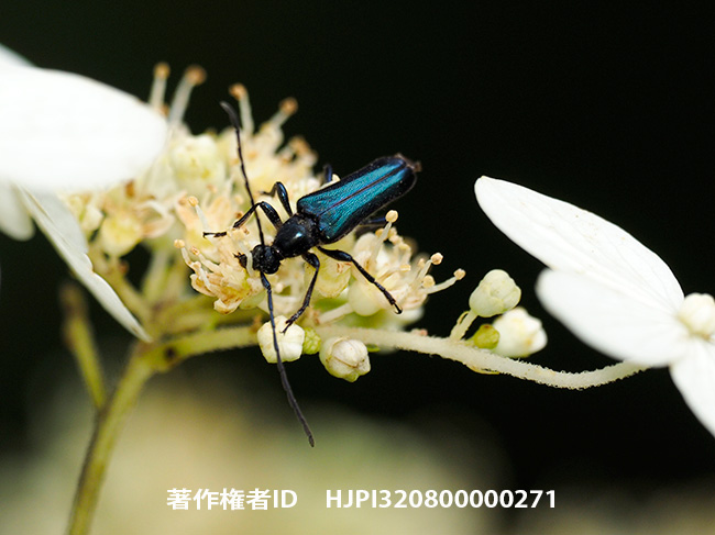 ルリハナカミキリ Anoplodermorpha cyanea