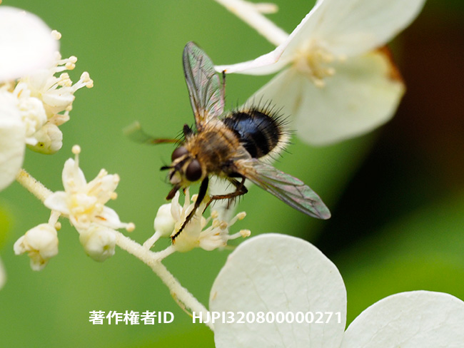 ヨコジマオオハリバエ？　Tachina sp.