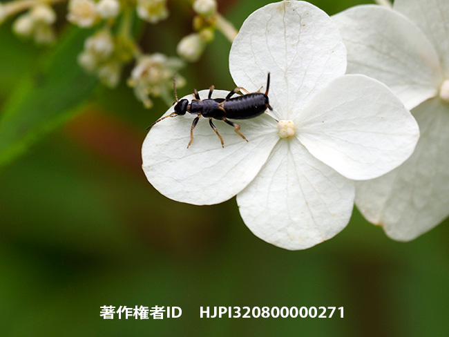 コブハサミムシの幼虫？　Anechura harmandi