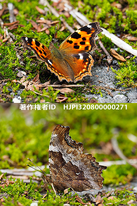 エルタテハ　Nymphalis vaualbum