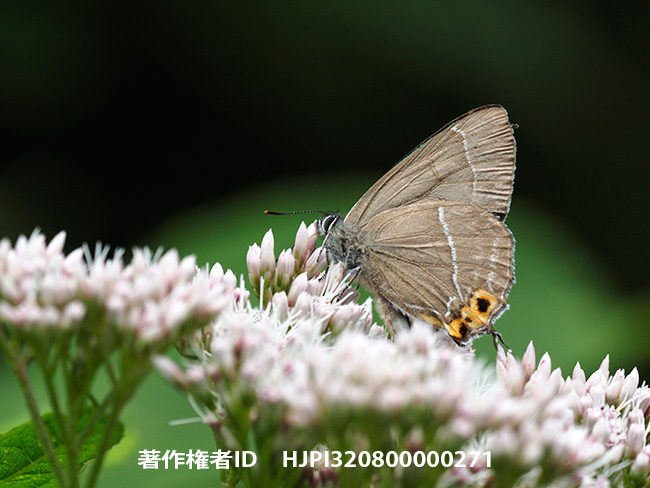 ヒヨドリバナで吸蜜するアイノミドリシジミのオス　Chrysozephyrus brillantinus