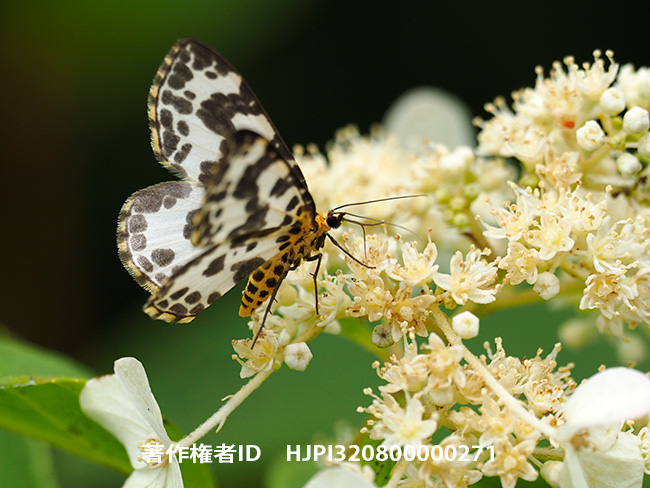 キベリシロナミシャク Gandaritis placida