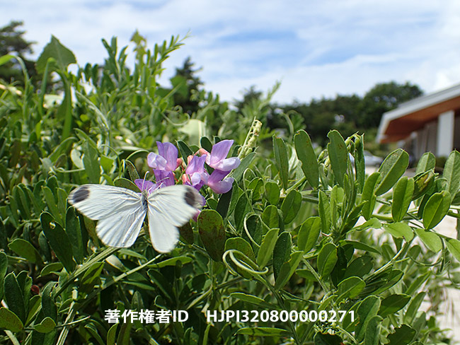 写真展会場にヒメシロチョウ来場