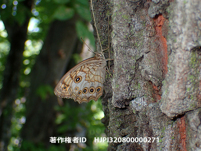 思いで深いキマダラモドキ　Kirinia fentoni