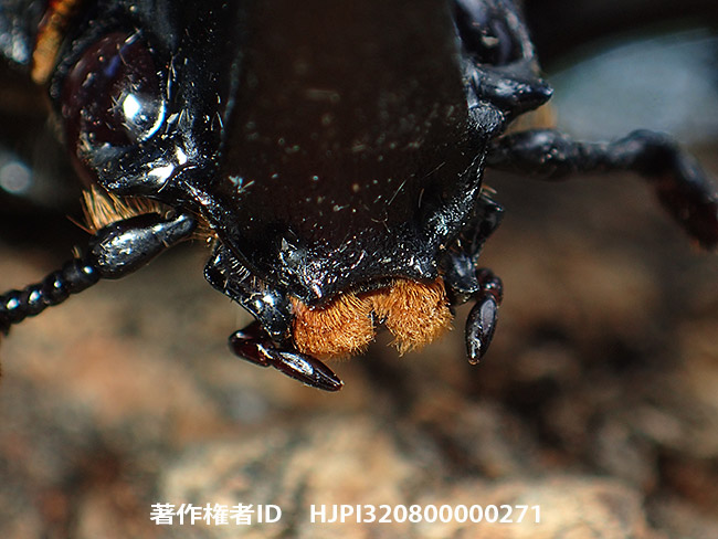 カブトムシの口　 Allomyrina dichotoma