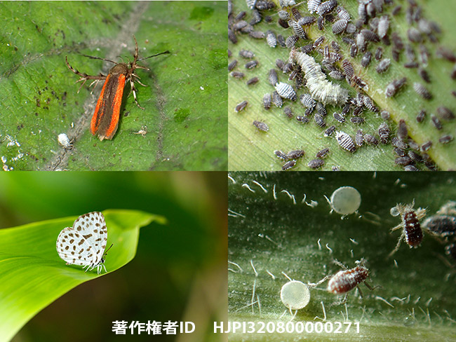 ゴイシシジミとセグロベニアシトゲガ　Taraka hamada