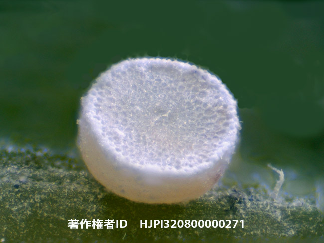 ゴイシシジミの卵　Taraka hamada