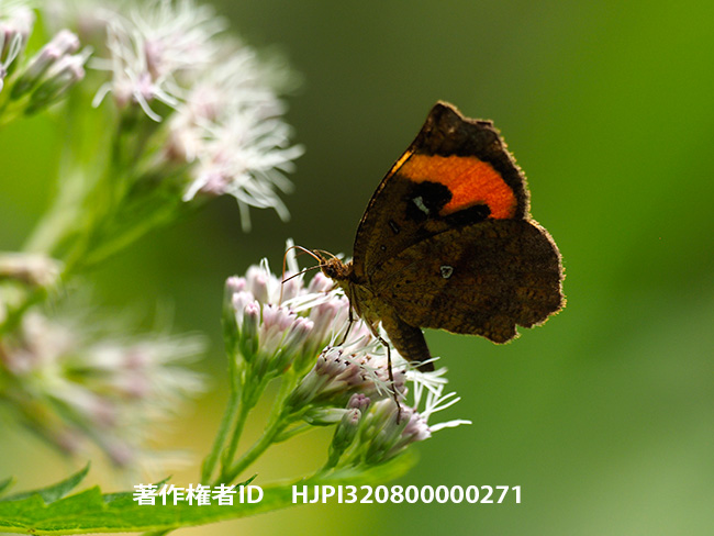 イカリモンガ　Pterodecta felderi	