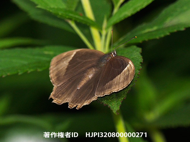 翅を開いてとまるクロヒカゲ　Lethe diana